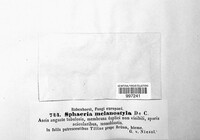Ophiognomonia melanostyla image
